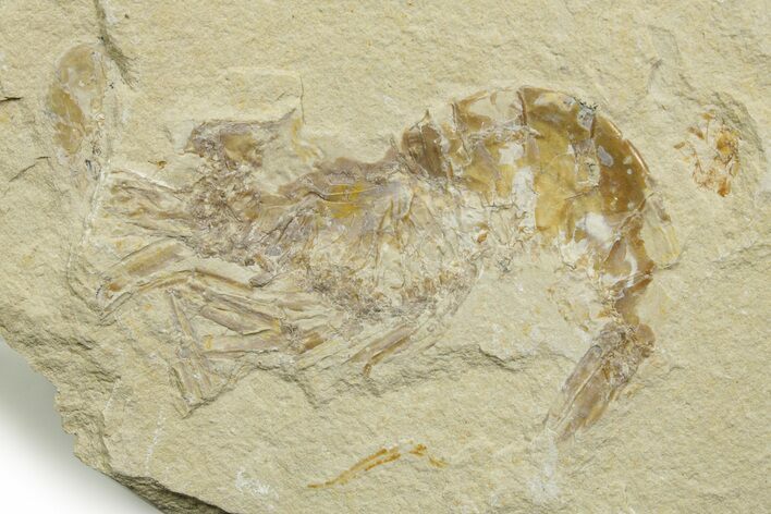 Cretaceous Fossil Shrimp - Lebanon #376605